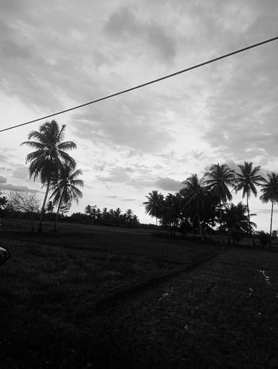 The image displays a black and white rural landscape, likely captured during dawn or dusk, in Mematangpanyang, Indonesia. The upper portion of the frame features an overcast sky with varying cloud densities, exhibiting brighter areas suggestive of indirect sunlight. A thin, dark wire or cable diagonally traverses the upper third of the image, from the upper left to the upper right. Numerous tall, slender palm trees, consistent with coconut palms, are prominently silhouetted against the sky, forming clusters in the mid-ground and background. A group of these trees is concentrated on the left side, with another dense line extending across the right mid-ground. One distinct, bare-branched tree is visible on the far left. The foreground consists of a dark, low-lying field, likely an agricultural area, exhibiting irregular textures and subtle ground variations. A partial, dark reflection, consistent with a vehicle's side mirror, is present on the extreme left edge of the foreground. No individuals or specific actions are discernible within the scene.