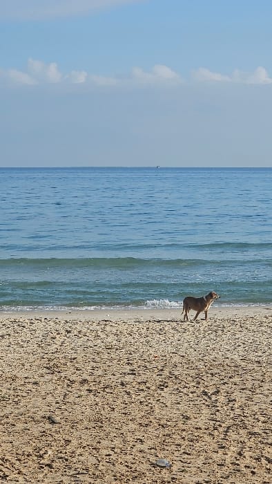 The scene depicts a sandy beach in Sousse, Tunisia, under a clear sky. The upper section of the image shows a pale blue sky with a band of sparse, small white cumulus clouds positioned horizontally across the upper third. Below the sky, the Mediterranean Sea displays varying shades of blue, with a discernible horizon line. A small, light-colored vessel is faintly visible on the sea's horizon in the upper right quadrant. Closer to the foreground, gentle waves with white foam crests are breaking at the waterline. The lower half of the image comprises light brown, coarse-grained sand, exhibiting texture and undulations. A single, medium-sized, light brown dog with short fur stands on the wet sand at the water's edge, oriented towards the right with its head slightly lowered. In the lower right foreground, a translucent plastic bottle lies partially embedded in the dry sand. No human individuals are present.