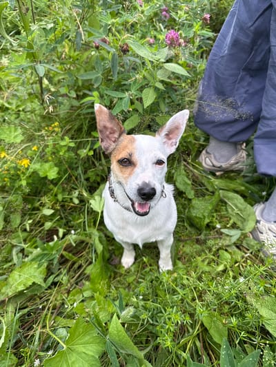 A medium shot captures a white and tan Jack Russell Terrier sitting in lush green grass. The dog is looking directly at the camera with its mouth open and tongue slightly visible. It has brown markings around its right eye and ear. The dog is wearing a dark collar. In the background, to the right of the dog, a person's legs are visible, wearing blue pants and grey sneakers. The environment is a dense, overgrown field with various green plants and some small purple and yellow flowers. The lighting suggests it is daytime, possibly overcast.