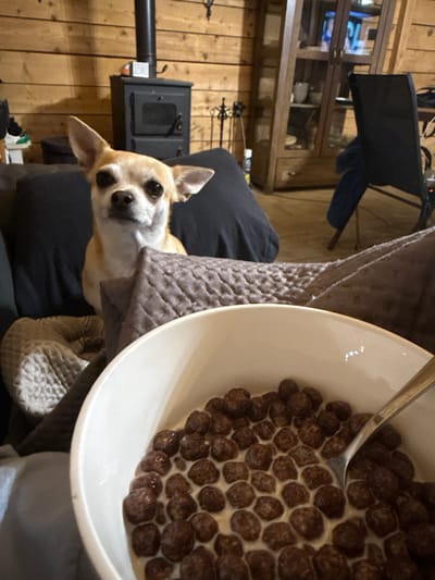 A small, tan Chihuahua dog with large ears is sitting on a dark sofa in what appears to be a rustic living room. The dog is looking directly at the camera with its mouth slightly open. In the foreground, a white bowl filled with chocolate cereal and milk is visible, with a spoon partially submerged in the cereal. Behind the dog, a black wood-burning stove is mounted on a wooden wall. Further in the background, a glass-fronted wooden cabinet containing various items and a dark chair are discernible. The floor is covered in wooden planks. The overall environment suggests a comfortable, indoor setting. The location is not specified as Ralevo, Bulgaria.