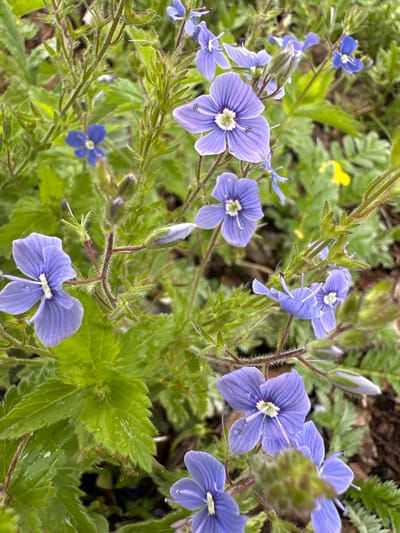 A close-up, slightly overhead shot focuses on several small, delicate purple flowers with white centers, growing on thin, hairy stems among vibrant green foliage. The flowers have five petals with visible veins and some appear to have water droplets on them. The background is a blur of green leaves and brown soil, suggesting a natural outdoor environment. The scene is likely located in Abzakovo, Russia, a known area for its natural beauty and outdoor activities.