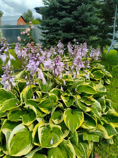 In the city of Razdolye Snt, Russia, this image captures a lush garden in front of a residential property. A cluster of light purple hosta flowers with elongated, bell-shaped petals stands prominently in the foreground, their stalks reaching upwards. The hosta plants themselves feature large, heart-shaped leaves with a variegated pattern of deep green centers and bright yellow margins. Behind the hostas, a rose bush with delicate pink blooms adds a softer touch to the scene. A tall, dark green fir tree forms a substantial backdrop, its needles creating a dense texture. The environment appears to be a typical suburban or dacha setting, with a metal fence and glimpses of a brick house with a grey roof visible in the distance, suggesting a cloudy or overcast day. The ground is covered in vibrant green grass, indicating a well-maintained outdoor space.