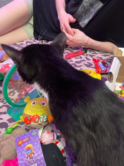 The image shows a black cat with a white chest in the foreground, facing away from the camera and sniffing at various objects on a patterned surface. The objects include a toy shaped like the character Shrek, a red electronic vape device, a candy bar with Russian text, a card with a cartoon character and the word "NOVO!", and other assorted toys and packaging. In the background, two people's legs are visible, suggesting they are sitting or lying down on the same surface. The environment appears to be indoors, possibly a bedroom or living area. There is no identifiable information in the image that would allow for the localization to Vaganovo, Russia.