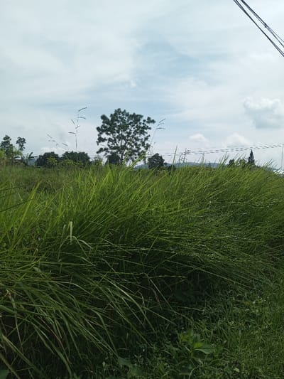 The image displays an outdoor scene in the city of Namthoung, Laos, characterized by a natural landscape. The lower two-thirds of the frame are occupied by dense, tall green grass, with individual blades prominent. A horizontal line of trees and foliage forms the midground, featuring a centrally positioned deciduous tree with a full green canopy. To the left of this tree, smaller trees and a partial view of a light-colored roof structure are visible. To the right, utility lines stretch across the horizon, with a faint power pole or transmission structure in the distance. The upper third of the image shows a light blue sky with scattered white cumulus clouds. In the upper right corner, dark electrical or communication cables run diagonally downwards. No people, animals, or active interactions are present.