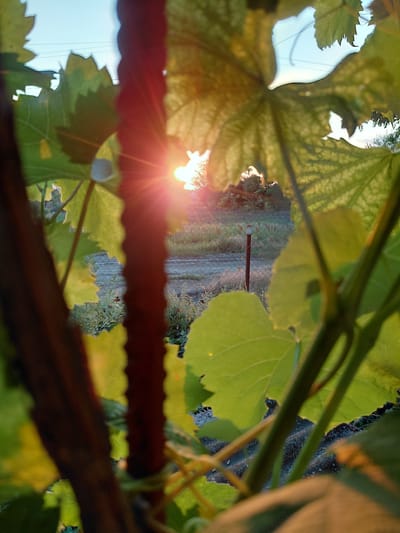 This media file captures a close-up, low-angle view of green leaves, possibly from a vine, with a bright sun flare creating a lens effect. The sun's rays extend outwards, giving a starburst appearance. Through the gaps in the leaves, a blurred background is visible, depicting what appears to be a rural setting. There is a chain-link fence and a narrow dirt path or road. The sun is low in the sky, suggesting either sunrise or sunset, casting a warm, golden light. The overall mood is serene and natural, with the sunlight filtering through the foliage. The image is framed by the branches and leaves of the plant in the foreground. The location context is Vasylivka, Ukraine, which aligns with a rural, possibly agricultural, landscape. No people or specific objects beyond the natural elements and fence are discernible.