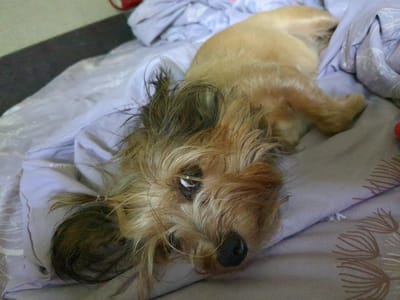 A light brown terrier mix dog is lying on a bed with light purple bedding. The dog's head is in the foreground, facing the camera with its eyes open and looking to the left. Its fur is somewhat shaggy, and a single strand of hair is draped across its forehead. The dog's body extends to the right, out of frame. The bedding has a subtle pattern of lines and swirls. The environment appears to be indoors, likely a bedroom. No specific location in Boryspil, Ukraine can be determined from the image.