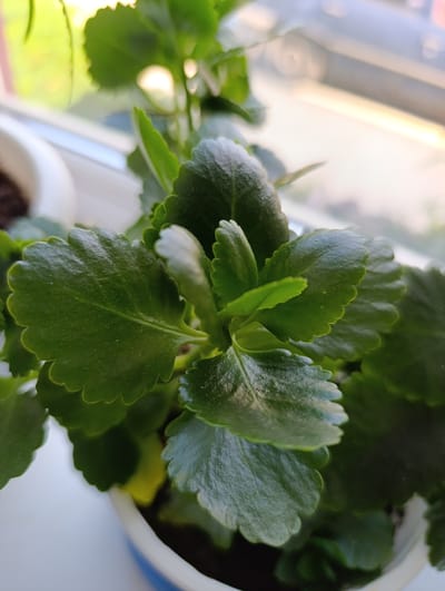 The image displays a close-up view of a Kalanchoe plant, its dark green, scalloped leaves filling the frame. The plant is potted in a white and blue ceramic pot, partially visible at the bottom right. The background is blurred, showing a bright, diffused light, suggesting it is near a window. A glimpse of a white windowsill is visible. The context of Filippenkov, Russia, is not directly depicted in the visual elements of the photograph. There are no people, actions, or interactions evident.