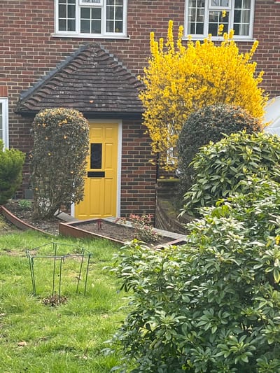 The scene depicts the front exterior of a residential property located in Elmbridge, United Kingdom, observed during daylight. The main structure is a two-story brick house with red-brown brickwork. A bright yellow, paneled front door with a small, dark-paned rectangular window and a black letterbox flap is centrally positioned on the ground floor, framed in white. Above the door is a small, pitched canopy roof covered with dark, weathered clay tiles. Two white-framed, multi-pane windows are visible on the upper floor, with a partial identical window to the left on the ground floor.
The foreground and midground feature a cultivated garden. Immediately to the right of the house entrance stands a large, vibrant yellow flowering shrub, consistent with Forsythia, extending upwards past the upper windows. To the left of the door, a tall, slender, dark green shrub, possibly trimmed, is situated within a raised garden bed. Another rectangular raised bed with dark soil and small, reddish-green plant starts is directly in front of the door path. Both raised beds are edged with dark-colored material. A low, curved stone retaining wall is visible to the right of the raised beds. The immediate foreground consists of a lawn with green grass and some sparse areas. A hexagonal green metal wire plant support frame is present on the lawn in the lower-left section. No individuals, animals, or active interactions are present in the frame, indicating a static residential garden scene.