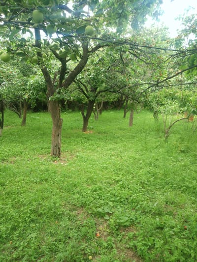 The image depicts an orchard with numerous trees laden with green fruit, likely apples, growing in Karasu, Kyrgyzstan. The ground is covered in a dense layer of lush green grass and small plants. Sunlight filters through the tree canopy, creating a dappled light effect. Several fallen fruits are scattered on the ground. The scene appears peaceful and natural, with no people or animals visible.