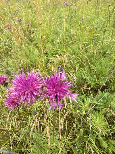 This image depicts a close-up view of a meadow with several vibrant purple thistle flowers in the foreground. The flowers are in full bloom, with their spiky petals fanned out. They are surrounded by tall green grass and dry stalks of other plants, creating a natural, untamed environment. The background is a blur of green and yellow hues, suggesting a field or wild area. The scene is captured in natural daylight, with soft lighting that highlights the texture of the flowers and foliage. The location is specified as Aukštieji Rusokai, Lithuania, implying an outdoor natural setting within that region.