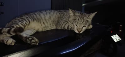 A grey tabby cat with closed eyes sleeps peacefully on the dark, curved seat of a motorcycle. The cat's fur displays distinct dark grey stripes against a lighter grey background. Its paws are tucked beneath its body, and its head rests on its forelegs. The motorcycle's seat is black and slightly reflective, with a thin, bright blue light strip running along its curve. In the background, a motorcycle's license plate, bearing Thai characters and the numbers "4558," is visible. The surrounding environment is dark, suggesting nighttime or a dimly lit area, with the impression of a building or wall with vertical lines in the upper left corner. The scene appears to be outdoors, possibly on a street or in a parking area within Samrong Nuea Subdistrict Municipality, Thailand.