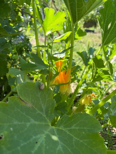 The image depicts a close-up view of zucchini plants in an outdoor garden setting, possibly in the city of Krugloye, Russia. The focus is on the vibrant green leaves and bright orange flowers of the zucchini plants. A small snail is visible on one of the large green leaves in the foreground. The background is softly blurred, showing more foliage and sunlight filtering through the leaves, suggesting a sunny day. The overall impression is of a healthy and thriving garden.