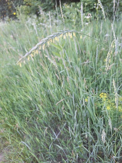 This image captures a close-up, eye-level view of a grassy area in Sviatopetrivske, Ukraine. The foreground is dominated by tall, green grasses, some of which have developing seed heads that appear light yellow or green. The grasses are densely packed and appear to be naturally growing in an outdoor environment, possibly a field or meadow. The background is softly blurred, revealing more greenery and hints of trees or bushes. There are no people or animals visible in the frame. The lighting suggests it is daytime, with a soft, diffused light, possibly during the late afternoon or early morning. The overall impression is one of natural, untamed vegetation.