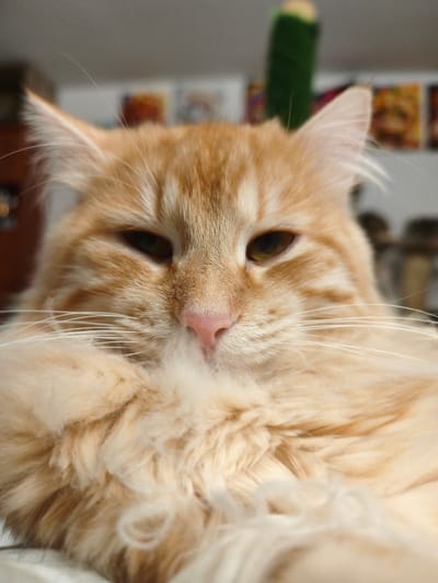 A close-up, head-on shot captures an orange tabby cat with long fur. The cat's eyes are partially closed, and its pink nose is prominent. Long white whiskers extend from its face. The background is blurred, showing some out-of-focus items on shelves, suggesting an indoor domestic setting. The cat is the sole subject of the image. There is no visible indication of the city of Morąg, Poland.