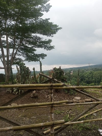 The image depicts an outdoor landscape scene in Kandapola, Sri Lanka, under an overcast sky. In the foreground, a crude bamboo fence, constructed from horizontal and diagonal bamboo poles, traverses the lower half of the frame. The ground immediately visible is dry, reddish-brown earth with sparse vegetation and scattered rocks. Beyond the fence, a collection of tall, columnar cacti and other succulents are arranged. To the left, a large deciduous tree with dark green foliage and multiple prominent trunks occupies a significant portion of the frame. The midground transitions into a densely vegetated hillside or valley, featuring various shades of green foliage. Scattered light-colored buildings are discernible amidst the greenery. In the far background, a ridge of hills or mountains is visible, topped by a power pylon structure. The sky above is entirely covered by heavy, grey clouds, indicating an overcast or pre-storm condition. No individuals are present in the scene.