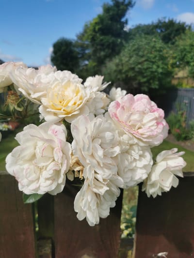 A cluster of light pink and white roses is in full bloom, their petals delicately tinged with pink, some more prominently than others. The roses are positioned in front of a wooden fence, which forms the foreground of the image. Behind the roses and fence, a garden scene unfolds with lush green trees and foliage under a clear blue sky with scattered white clouds. The overall impression is that of a bright, sunny day, likely in a garden in Ripon, United Kingdom, given the context. The focus is on the vibrant floral display, with the natural environment providing a picturesque backdrop.