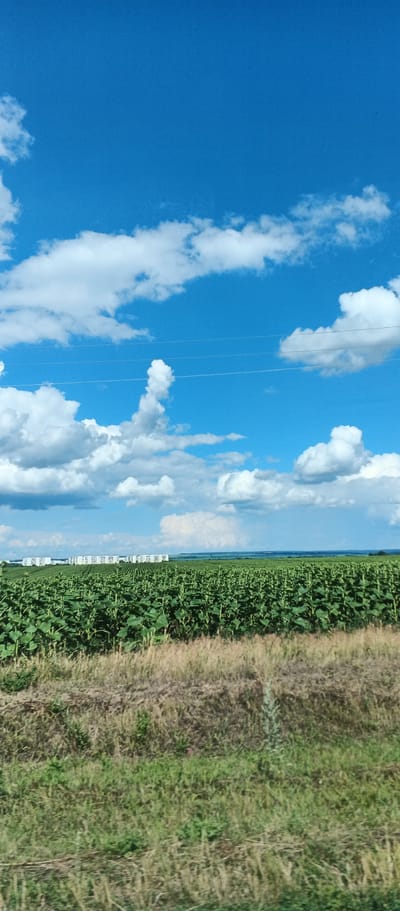 The image depicts a vast field of green crops, likely sunflowers given their appearance, stretching towards the horizon under a bright blue sky dotted with white cumulus clouds. In the distance, a row of white buildings, resembling apartment complexes, is visible. A section of dry, brown grass occupies the foreground of the image. Power lines are strung across the sky. The scene is consistent with a rural or semi-rural setting, and it is plausible that the city of Mala Smilyanka, Ukraine, would feature such landscapes. No people or animals are visible in the frame.