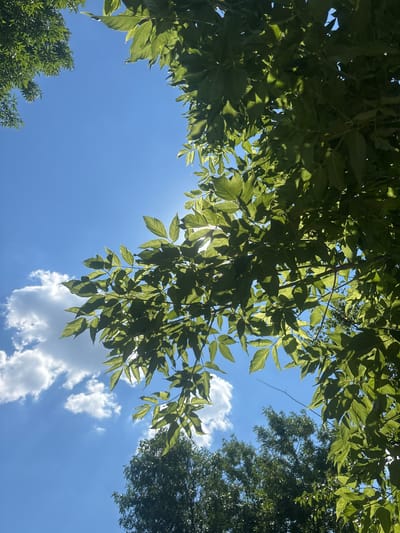 The image depicts a clear blue sky with a few white clouds. Lush green foliage from trees is visible in the foreground and upper corners, with the sun's rays filtering through the leaves, creating a dappled light effect. In the lower part of the image, the tops of other green trees are visible. The scene is devoid of people or any man-made objects, suggesting a natural outdoor environment, possibly in the city of Pereiaslavske, Ukraine, during daylight hours.