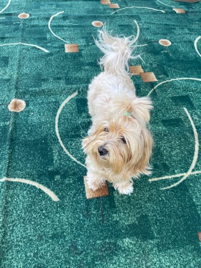 A small, light-colored dog with long hair is lying on a green carpet. The carpet has a patterned design with circles, squares, and lines. The dog appears to be indoors. Location: Verkh-Katunskoye, Russia.