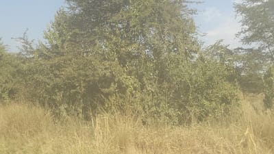 A landscape shows tall, dry grass in the foreground, transitioning into dense green trees and bushes. The scene has a muted color palette, dominated by shades of yellow, brown, and green. The sky is visible through gaps in the tree canopy, appearing pale blue and slightly hazy. The composition suggests a natural, possibly rural environment, characterized by a mix of grassland and woodland.