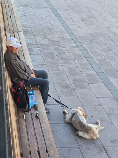 A man wearing a white baseball cap and a grey jacket sits on a wooden bench with his legs crossed. His left arm rests on his thigh, and his right hand is visible near his lap. A black and red backpack is on the bench next to him, along with a blue plastic bag containing a ball and some white wrappers or tissues. A dog, lying on the paved ground beside the bench, is connected to the man by a leash. The dog is light-colored with reddish-brown markings and appears relaxed. The ground is paved with rectangular grey tiles arranged in a pattern. The image is taken from a slightly elevated, angled perspective. The environment suggests an outdoor public space, possibly a park or a promenade in Cornellà de Llobregat, Spain.