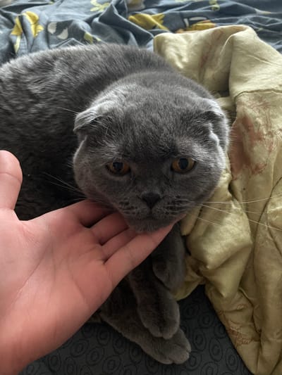 A close-up, high-angle shot shows a grey Scottish Fold cat lying on a bed. The cat's ears are folded forward, and it has amber eyes. A human hand is gently stroking the cat's chin. The bed is covered with a patterned grey duvet and a wrinkled, light yellow blanket. The overall setting is domestic and appears to be indoors. The image does not contain any elements that would allow for the determination of its location within the city of Kamyshlov, Russia.