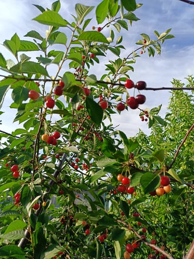 The image shows a close-up view of a cherry tree laden with ripe cherries. The cherries are a mix of deep red and lighter reddish-yellow hues, some still on the stem and others detached. They hang from branches that are covered in vibrant green leaves. The branches are varied in thickness, with some being thin and delicate, supporting small clusters of cherries, and others appearing thicker and more substantial. The background is a blur of more green foliage, suggesting a dense orchard or garden setting. Above the branches, a bright blue sky with scattered white clouds is visible, indicating fair weather and likely daytime. The lighting suggests it could be late afternoon or early morning, with sunlight filtering through the leaves and highlighting the cherries. The overall impression is one of abundance and the freshness of nature's bounty. There is no visible text in the image. The location is specified as Vodinskiy, Russia.