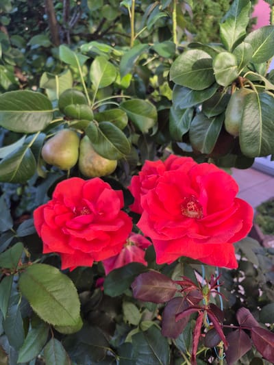 This is a close-up, eye-level, outdoor photograph of two vibrant red roses in full bloom, set against a backdrop of green foliage and several unripe pears. The roses, positioned in the foreground, are the primary subjects, with their petals detailed and textured. Behind the roses, leaves from a rose bush and a pear tree are visible. Two green pears hang from a branch, partially obscured by leaves, suggesting an autumn or late summer harvest season. The lighting suggests it is daytime, with soft shadows indicating natural sunlight. The scene appears to be a garden in the city of Barbing, Germany.