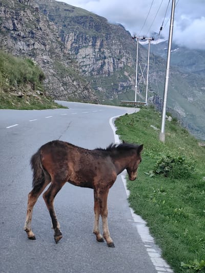 A brown foal stands on the side of a paved mountain road in Damphug, India. The road curves to the left in the background, with white dashed lines marking the lanes. Steep, rocky mountainside covered in sparse vegetation rises to the left of the road, while a grassy embankment is present to the right. A single utility pole with wires stretches upwards on the right side of the image, and in the distance, more mountains are visible, some with snow caps and shrouded in clouds. The sky is overcast. The foal is facing towards the right, with its head slightly down, and its legs are positioned as if it is walking or standing still.