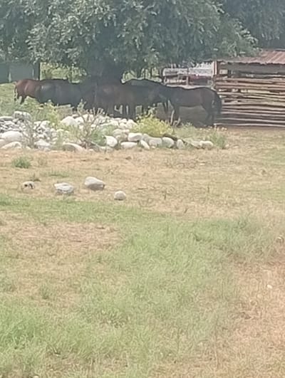 In the city of Tash-Moinok, Kyrgyzstan, a rural scene unfolds with several horses standing in a grassy field. They are positioned near a wooden fence, likely a corral or enclosure, constructed from horizontal logs. Behind the fence, a rustic building with a corrugated metal roof is partially visible. The horses, appearing dark in color, are gathered under the shade of a large tree with dense foliage. The foreground of the image consists of dry grass and scattered rocks, suggesting a natural, possibly arid, environment. The overall impression is one of a tranquil, agrarian setting.