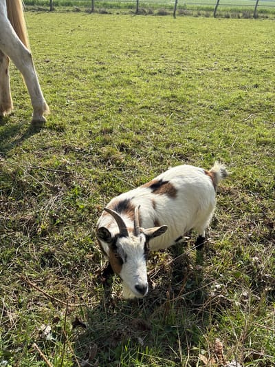 The scene is an outdoor pasture in Bû, France, under direct sunlight. A small, tri-colored goat, predominantly white with irregular brown and black patches, stands on a mix of green and desiccated grass in the foreground. It features short, curved horns and directly faces the observer. In the upper left quadrant, the lower legs and hooves of a light-colored horse are partially visible. The background consists of a flat, verdant field, demarcated by a fence constructed of wooden posts and wire. No human subjects are observed.