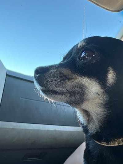 This is a close-up, vertically oriented photograph of a small dog's head, likely taken from inside a vehicle. The dog has black and tan fur, with light tan markings around its muzzle and eyes, and a darker black coat on its head and back. Its left eye, which is large and dark brown, reflects the sky and the interior of the car. The dog is wearing a sparkly, golden collar. The background consists of a bright blue sky, suggesting it is daytime. A thin, transparent antenna-like object is visible against the sky, possibly from the car's exterior. The lower part of the image shows a dark, reflective surface, likely a car window or dashboard. The overall lighting suggests a sunny day. No people are visible, and no text is present in the image. The dog's expression is difficult to discern due to the angle and cropping, but the close-up nature of the shot draws attention to its features.