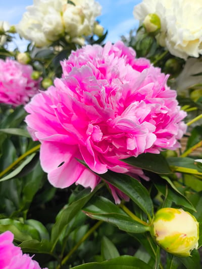 A close-up, eye-level shot captures a vibrant pink peony in full bloom, its delicate petals unfurling outwards. The flower is the central subject, with other peonies, both pink and white, blurred in the background. Lush green leaves surround the blooms, and a pale yellow peony bud is visible in the lower right corner. The sky, a soft blue with hints of white clouds, is visible in the upper portion of the image. The scene appears to be an outdoor garden setting, possibly in Sergiyev Posad, Russia, where peonies are a popular and commonly cultivated flower. No people or animals are present. The lighting suggests it is daytime, with soft natural light illuminating the flowers.