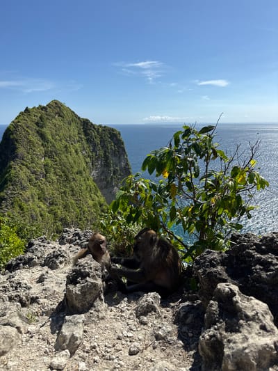 The image depicts a scene on a rocky cliff in Bunga Mekar, Indonesia, overlooking the ocean. Two long-tailed macaques are present. One macaque is partially obscured within a crevice or small cave in the cliff face, while the other rests on the exposed rocky surface nearby. A tree or shrub with green foliage grows out of the cliff face. In the background, an island covered in lush vegetation is visible, and beyond that, the bright blue ocean stretches to the horizon under a clear sky with a few scattered clouds.