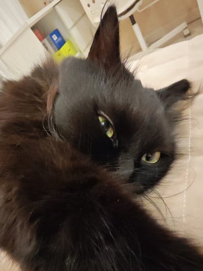 A close-up shot of a black cat's face is shown. The cat has green eyes and is lying down on a beige surface. The background is blurred, but appears to be an indoor setting with shelves and a chair visible. No location information is available for Kalmykovo, Russia.