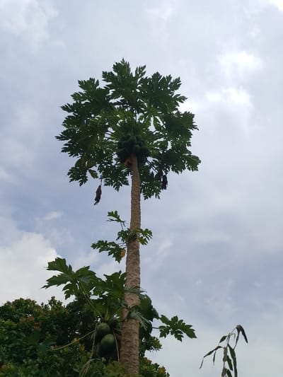 This image, taken in Ugwolawo, Nigeria, depicts a tall papaya tree (Carica papaya) observed from a low-angle perspective against a partially cloudy sky. The tree features a textured, light brown trunk with visible vertical striations. A dense cluster of approximately 15-20 green, unripe papayas is situated directly beneath the main canopy of large, dark green, palmate leaves at the tree's apex. Several withered, dark plant remnants hang from the upper sections of the tree. Lower on the trunk, a smaller cluster of three green papayas is present, accompanied by emerging smaller leaves. The sky displays a mix of light grey clouds and patches of blue. Dark green foliage from other vegetation is visible in the lower-left background, and a single, dark, desiccated plant stalk stands in the lower-right foreground. No human subjects, animals, or man-made structures are visible.