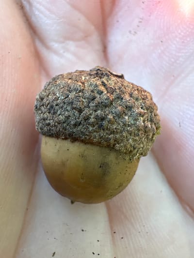 An extreme close-up shot shows an acorn held in a person's palm. The acorn is positioned centrally, with its textured cap covering the top half and a smooth, light brown body below. The cap is rough and mottled, with shades of brown and green. The skin of the palm is visible in the background, showing faint lines and a soft, peachy-pink hue. The lighting suggests an outdoor setting, likely during the day. The image was taken in Żurawiniec, Poland.