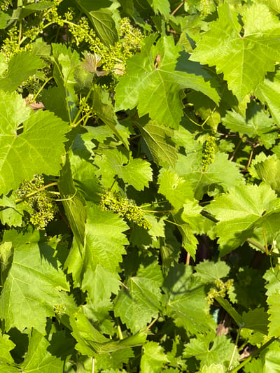 The image shows a close-up view of a grapevine with vibrant green leaves and developing grape clusters. The leaves are broad and lobed with serrated edges, characteristic of grapevines. Small, pale green clusters of tiny buds, which will eventually grow into grapes, are visible amongst the foliage. The lighting suggests it is daytime, with sunlight casting shadows through the leaves, creating a dappled effect. The scene appears to be outdoors, in a garden or vineyard. There are no people or animals visible in the image. The image does not provide any information about the city of Pishchanka, Ukraine, or any specific location within it.
