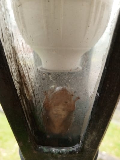 A small, light brown anuran, consistent with a frog or toad, is observed positioned against the interior surface of a transparent panel, likely glass or plastic, within an outdoor light fixture in Weintiapa, Liberia. The anuran is located in the lower-left portion of the visible panel, appearing to cling to the surface. Above the anuran, a white, vertically fluted, bell-shaped component, consistent with a light bulb or fixture base, is centered. The transparent panel exhibits dust, smudges, and minor streaks. Dark, weathered structural framing elements, possibly metal or wood, partially enclose the panel. A blurred green background, consistent with grass, is visible outside the fixture, indicating an outdoor setting.