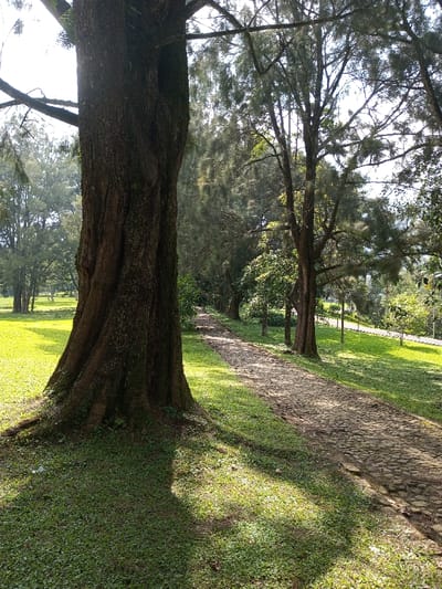 A cobblestone path curves gently through a sun-dappled park. Lush green grass borders the path, with tall, mature trees providing shade. The trunk of a large tree dominates the left foreground. Sunlight filters through the branches, creating a play of light and shadow on the ground. More trees line the path, leading the eye towards a distant, brighter clearing.