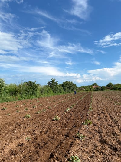 The image shows a field in Balgarevo, Bulgaria. The field consists of rows of young plants in brown soil. A person wearing blue clothing can be seen bending over in the distance along a row. A line of trees and shrubs is visible along the edge of the field. The sky is blue with scattered white clouds. The perspective is angled slightly, making the field appear to recede into the distance.