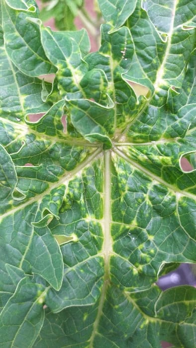 A close-up vertical shot displays a single, green papaya leaf, identified by its deeply lobed shape and palmate venation. The leaf exhibits significant chlorosis, manifesting as a mosaic pattern of light green to yellow discoloration and mottling across its surface, particularly along the main veins and within the interveinal areas. The leaf blade appears distorted and puckered, with several irregular holes and tears, primarily near the edges of the lobes. Small, white, elongated specks, consistent with insect eggs or exuviae, are present on the upper-left quadrant of the leaf surface. The background is out of focus, showing blurred green foliage and hints of reddish-brown, indicative of an outdoor, natural environment. The scene is located in Serdang, Indonesia.