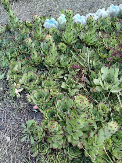 The media file shows a close-up, overhead view of a dense planting of Hens and Chicks (Sempervivum) succulents. The plants are a vibrant green with reddish-brown tips on their leaves, forming tight rosettes. Several taller, spire-like flower stalks are also visible, with smaller, pointed leaves arranged along their length. The succulents are growing in a patch of dry, gray soil mixed with brittle, light-brown grass and other dried vegetation. In the background, out of focus, are several white and light blue plastic bottles, some appearing to be water bottles. The lighting suggests it is daytime, with no strong shadows, possibly indicating overcast weather or diffused sunlight. The scene appears to be an outdoor setting, possibly a garden or a natural area where these hardy succulents are growing. There is no visible text in the image. The context provided places this scene in Shchastia, Ukraine.