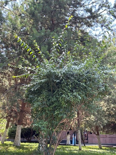The image depicts a lush green park environment with a variety of trees and foliage. In the foreground, a dense bush with many leaves and thin branches dominates the center. Behind it, taller trees, including pine trees with visible cones, form a natural backdrop. Sunlight filters through the leaves, creating dappled shadows on the grassy ground. In the middle ground and background, several tree trunks are visible; some are brown and textured, while others have white paint applied to their lower sections, a common practice in urban areas to protect trees.

Further in the background, the scene opens up to reveal more park elements. A low, reddish-brown stone wall or monument is visible. On the left side of this wall, three individuals are standing. One person is wearing a light-colored garment, and two others are in bright blue clothing, suggesting they might be women or children. The setting appears to be a public space, possibly a park or memorial area within the city of Osh City, Kyrgyzstan, indicated by the combination of manicured trees, urban tree protection measures, and the presence of people. The overall atmosphere is one of a calm, sunny day in a well-maintained outdoor space.