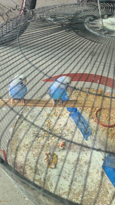 The image shows two blue budgerigars perched on a wooden perch inside a wire cage. The cage floor is covered with birdseed and debris, including what appears to be remnants of food and some downy feathers. Two blue plastic objects are visible on the cage floor, and a red ring is also present. In the background, a red and white striped pattern is partially visible. Outside the cage, a portion of a bicycle wheel and tire can be seen. The scene is likely outdoors, with the ground beneath the cage appearing to be concrete or asphalt. The image was taken in Akyar, Uzbekistan.