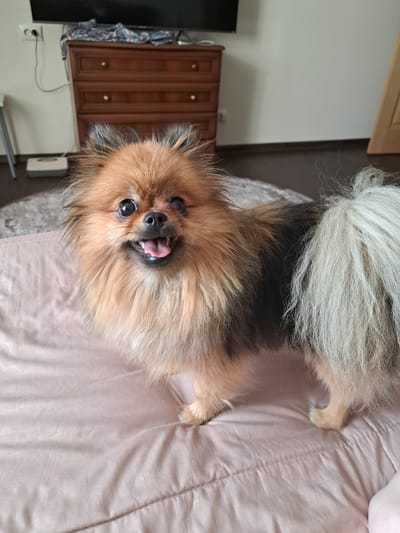 A Pomeranian dog is standing on a light pink bedspread. The dog has light brown and black fur, a bushy tail, and is looking at the camera with its tongue out. The background shows a wooden dresser, a TV, and a wall. The scene is indoors, likely in a bedroom. The location is Razdolnoye, Russia.