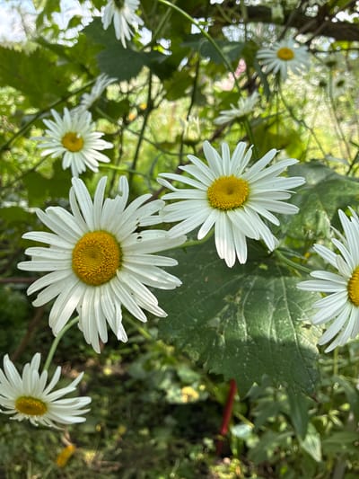 This is a close-up, outdoor, eye-level shot of several white daisy flowers with yellow centers. The flowers are in various stages of bloom, with some petals slightly damaged. They are surrounded by green foliage and stems, with a blurred background of more greenery and hints of sunlight filtering through. The scene appears to be a garden or natural area in Chernoyarskaya, Russia, given the presence of these flowers which are common in the region. There are no people or animals visible in the image. The lighting suggests it is daytime, likely a sunny or partly cloudy day.