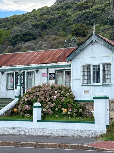 A color photograph shows a house situated in Muizenberg, South Africa. The building is white with dark green trim. It features a rusty brown roof and multi-paned windows. A large bush with light pink and brown flower clusters grows alongside the house. The building is adjacent to a narrow road with a stone border. A lush, green hillside rises sharply behind the house.