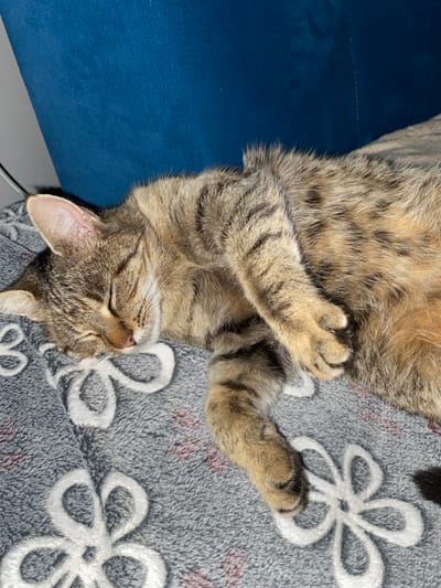 A tabby domestic cat is observed resting in an indoor environment in Sredkovets, Bulgaria. The animal is lying on its left side, eyes closed, indicating a state of sleep. Its fur exhibits a multi-tonal pattern of brown, grey, and black stripes and spots. The cat is positioned on a grey, textured blanket featuring raised white floral patterns. A dark blue upholstered surface is visible in the background, behind the cat's head and back. Artificial lighting illuminates the scene.