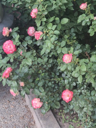 The image depicts a cluster of rose bushes with numerous pink and white roses in full bloom. The bushes are surrounded by green leaves of varying shades. To the right, there is a concrete curb with dirt and debris alongside it. A dark, indistinct object is visible at the bottom left of the frame. The scene appears to be a garden or planted area in an urban setting. There is no evidence to confirm the location is specifically in Жаңа Қуат, Kazakhstan.